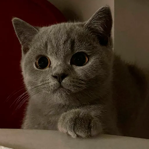 🥺 Стикер «Miles_pack» для Telegram
