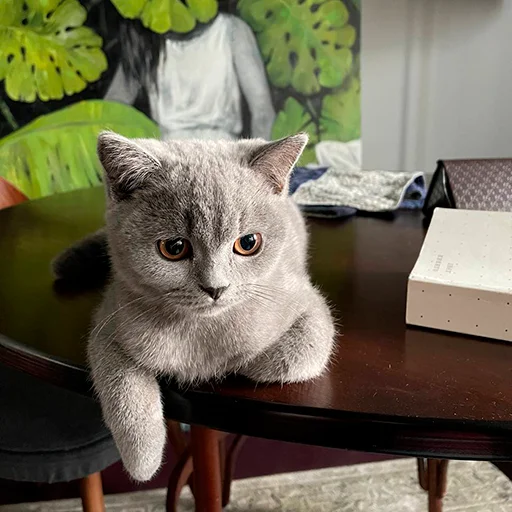 🙋‍♂️ Стикер «Miles_pack» для Telegram