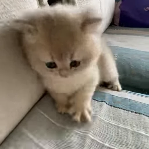 🎈 Стикер «милые котики» для Telegram