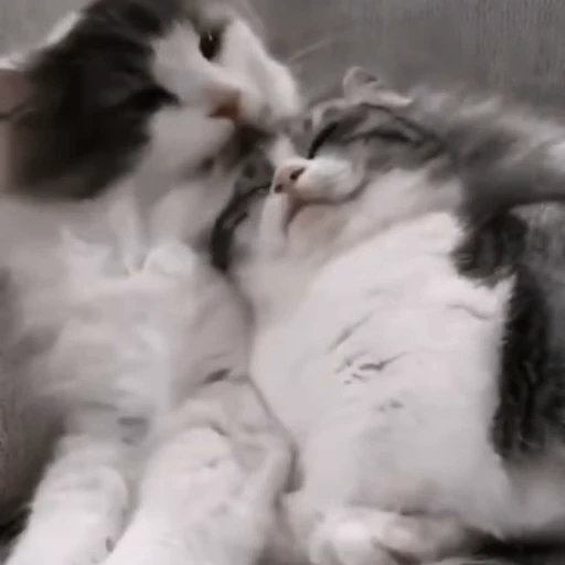 😘 Стикер «милые котики» для Telegram