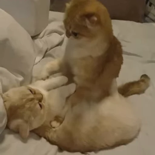 🥰 Стикер «милые котики» для Telegram