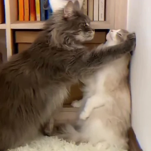 🦁 Стикер «милые котики» для Telegram