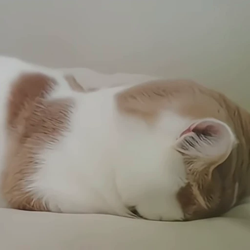 🍥 Стикер «милые котики» для Telegram