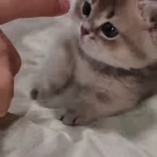 🎈 Стикер «милые котики» для Telegram