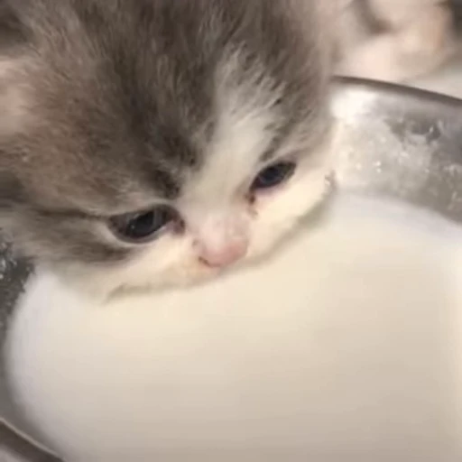 🥛 Стикер «милые котики» для Telegram