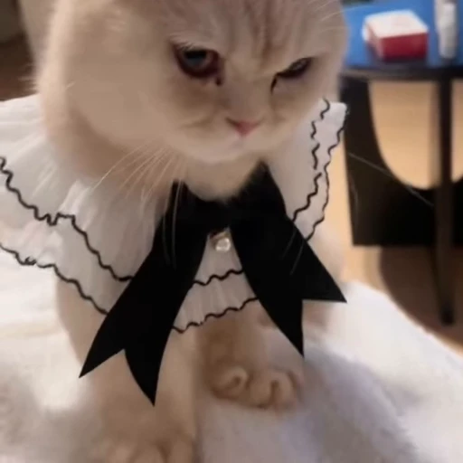 🐱 Стикер «милые котики» для Telegram