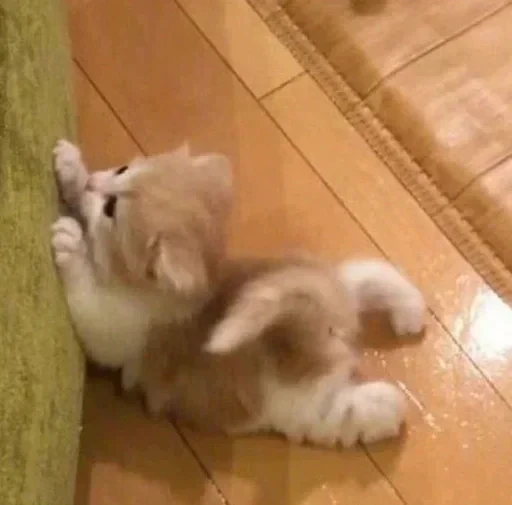 🌟 Стикер «милые котики» для Telegram