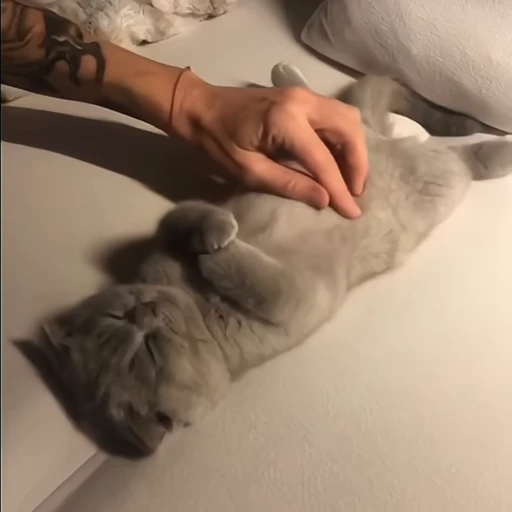 🍥 Стикер «милые котики» для Telegram