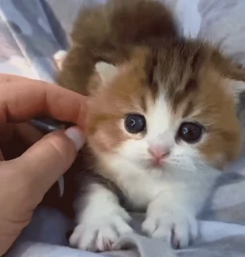 🤗 Стикер «милые котики» для Telegram