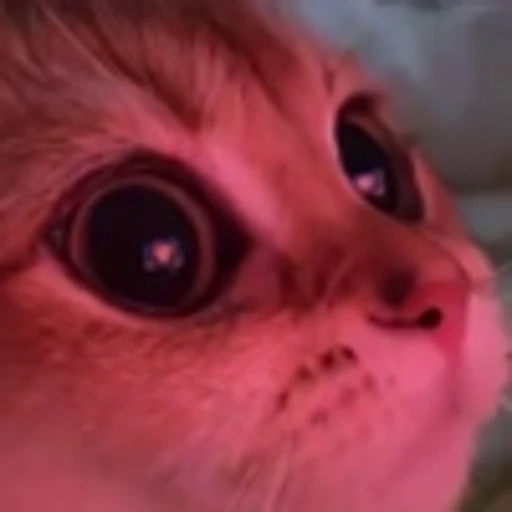 😍 Эмодзи «milimoi cat» для Telegram