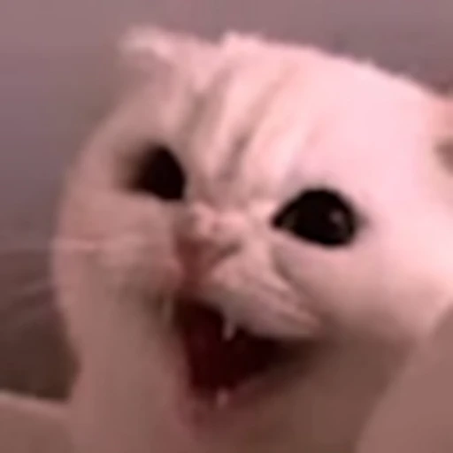 😡 Эмодзи «milimoi cat» для Telegram
