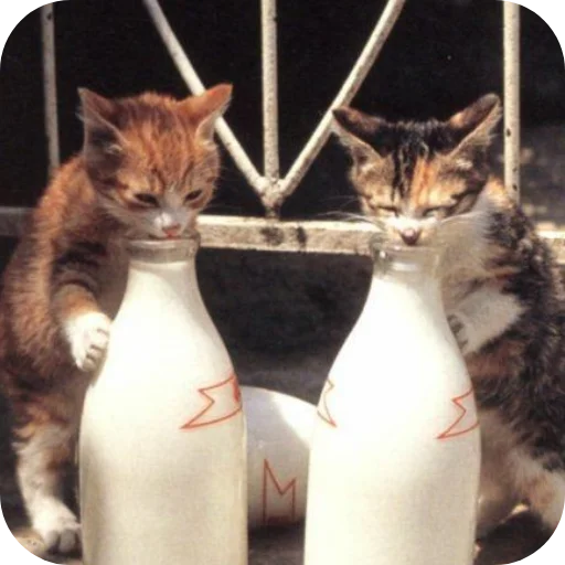 🐱 Стикер «Milk» для Telegram