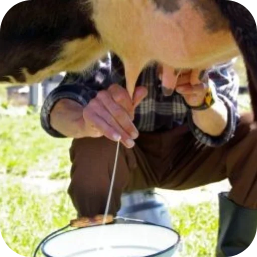 🐄 Стикер «Milk» для Telegram