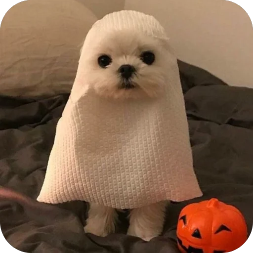🎃 Стикер «мило» для Telegram