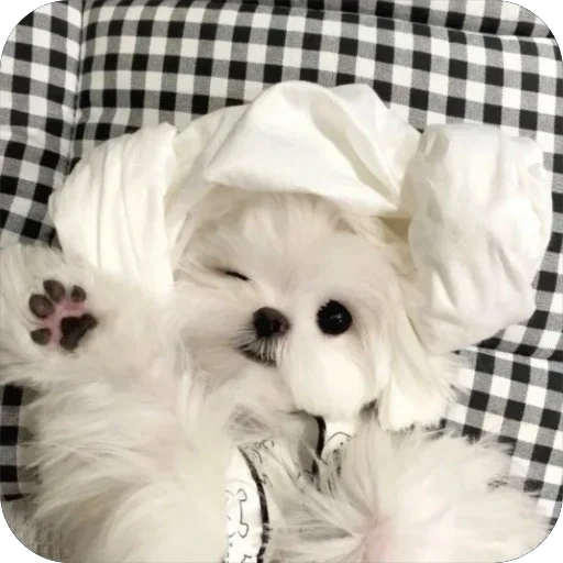 😉 Стикер «мило» для Telegram