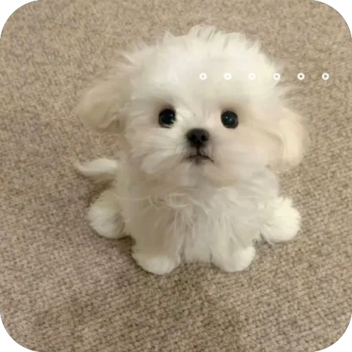 😦 Стикер «мило» для Telegram