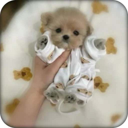 🤪 Стикер «мило» для Telegram