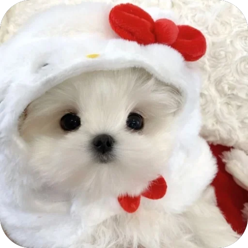 😽 Стикер «мило» для Telegram