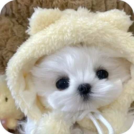 🤨 Стикер «мило» для Telegram