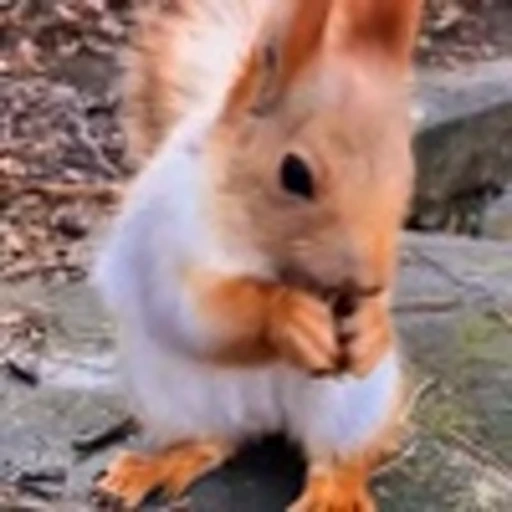 🤩 Эмодзи «Squirrels» для Telegram