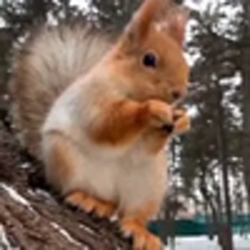 🤩 Эмодзи «Squirrels» для Telegram