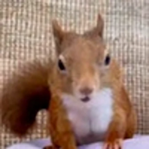 🤩 Эмодзи «Squirrels» для Telegram