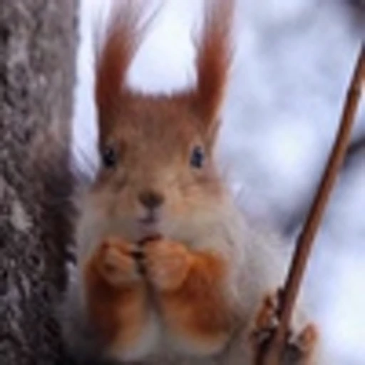 🤩 Эмодзи «Squirrels» для Telegram