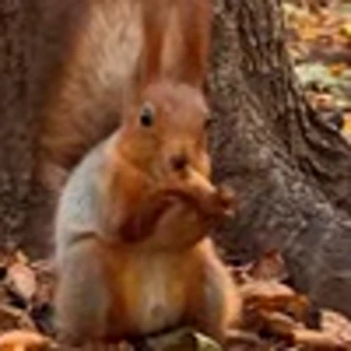 🤩 Эмодзи «Squirrels» для Telegram