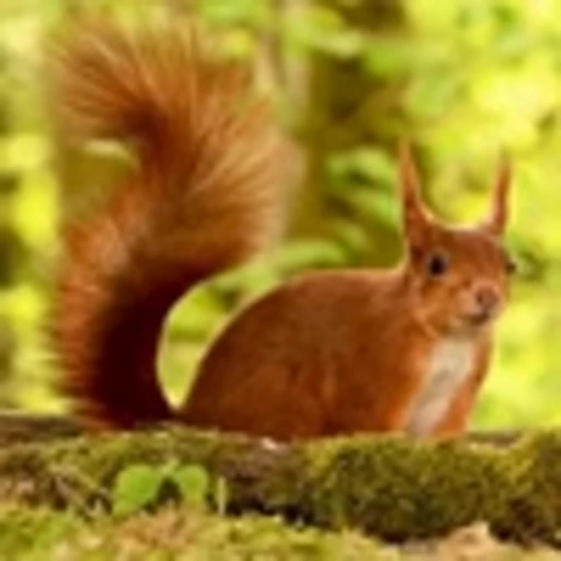 🤩 Эмодзи «Squirrels» для Telegram