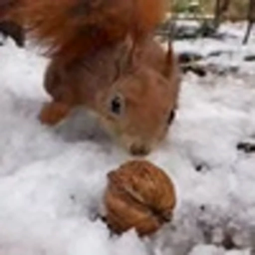 🤩 Эмодзи «Squirrels» для Telegram