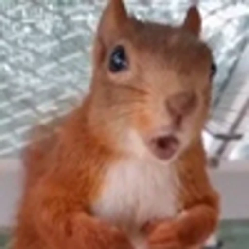 🤩 Эмодзи «Squirrels» для Telegram