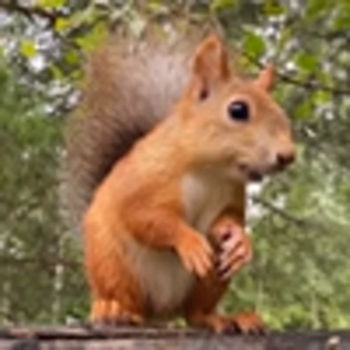 🤩 Эмодзи «Squirrels» для Telegram