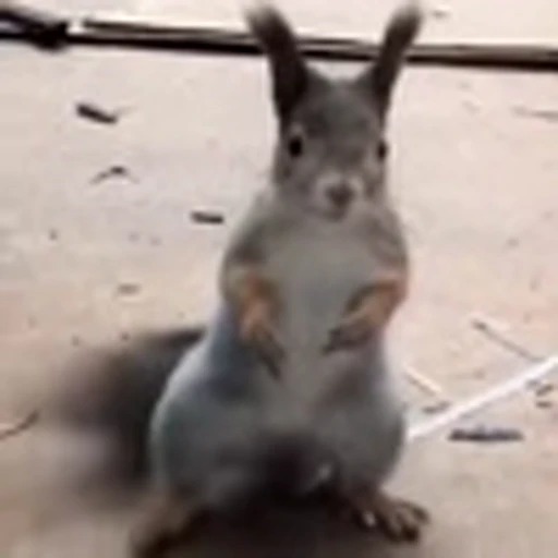 🤩 Эмодзи «Squirrels» для Telegram