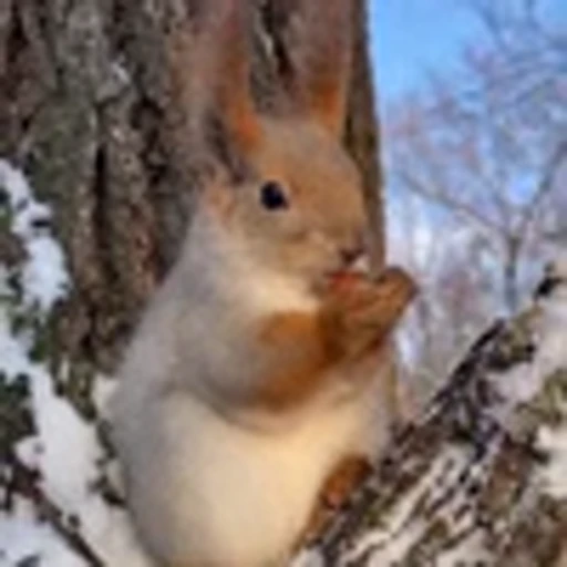 🤩 Эмодзи «Squirrels» для Telegram