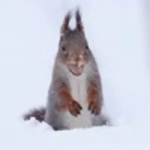 🤩 Эмодзи «Squirrels» для Telegram