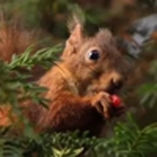 🤩 Эмодзи «Squirrels» для Telegram