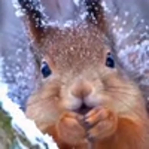 🤩 Эмодзи «Squirrels» для Telegram