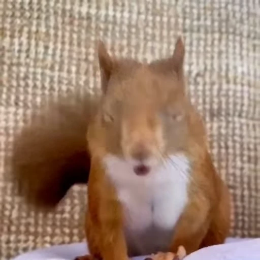 🤩 Стикер «Squirrels» для Telegram