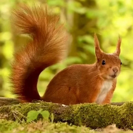 🤩 Стикер «Squirrels» для Telegram