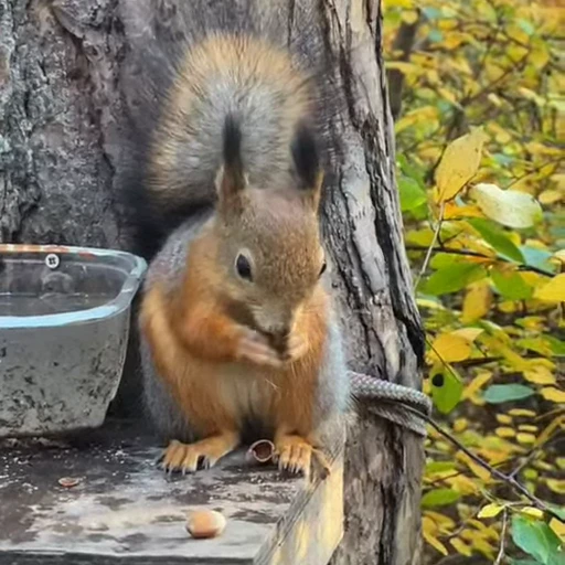 🤩 Стикер «Squirrels» для Telegram