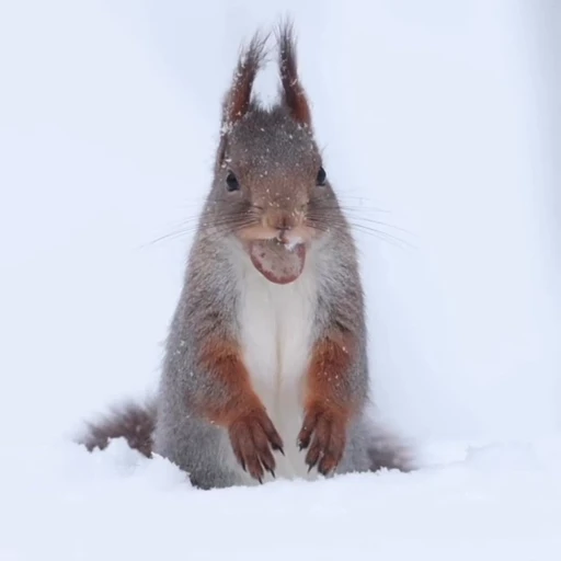 🤩 Стикер «Squirrels» для Telegram
