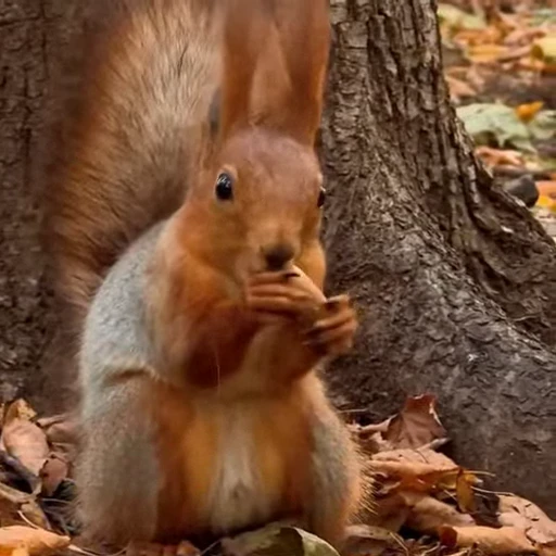 🤩 Стикер «Squirrels» для Telegram