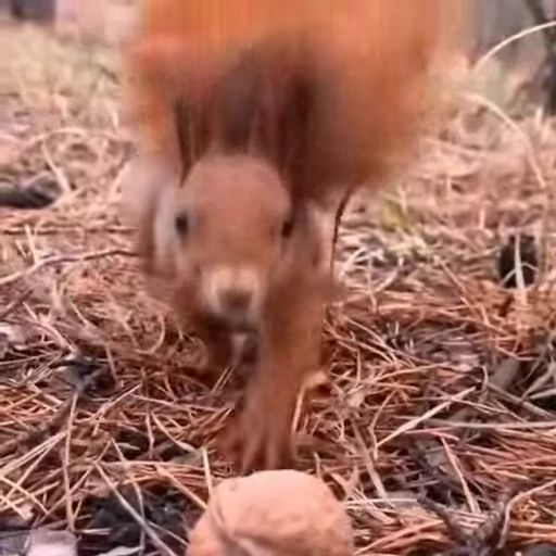 🤩 Стикер «Squirrels» для Telegram