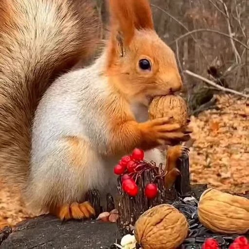 🤩 Стикер «Squirrels» для Telegram