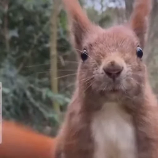 🤩 Стикер «Squirrels» для Telegram