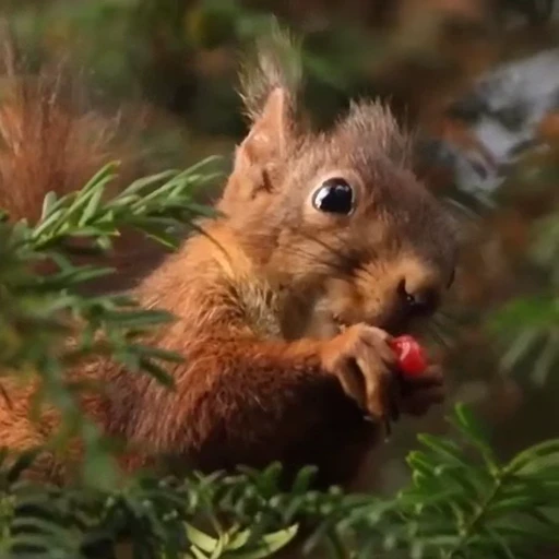 🤩 Стикер «Squirrels» для Telegram