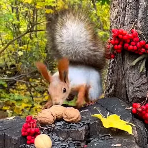 🤩 Стикер «Squirrels» для Telegram