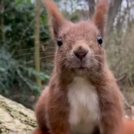 🤩 Стикер «Squirrels» для Telegram