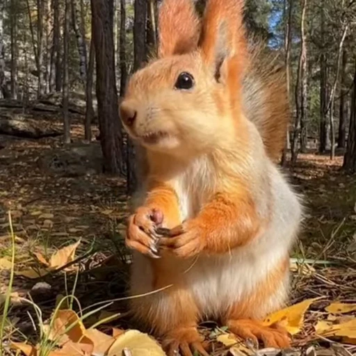 🤩 Стикер «Squirrels» для Telegram