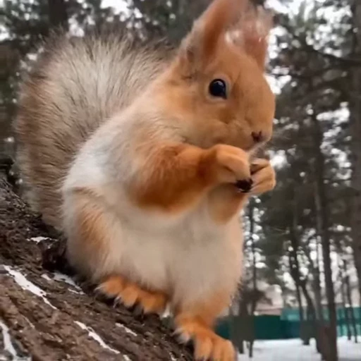 🤩 Стикер «Squirrels» для Telegram